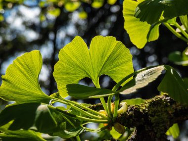 Yazın koyu, bulanık bokeh ve parlak arka plan ışıklarıyla ginkgo (ginkgo biloba) yaprağına yayılan damarları olan güzel, yeşil yelpaze şekilli yapraklar.