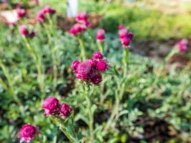 Bitmeyen dağların koyu pembe çiçekleri, taştan kedi parmakları, kedi ayağı ya da yosun (Antennaria dioica) botanik bahçesinde yetişen 'Oland'