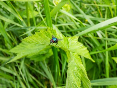 Yakın plan, yeşil bitkilerle çevrili yeşil bir yaprağın üzerinde oturan metalik, parlak mavi şişe sineği, turuncu sakallı mavi şişe veya şişe (Calliphora kusmuğu) için ön makro çekim