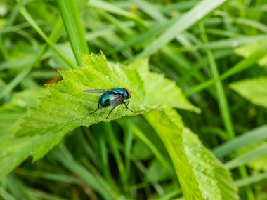 Yakın çekim, metalik, parlak mavi şişe sineği, turuncu sakallı mavi şişe ya da şişe (Calliphora kusmuğu) yeşil bir yaprağın üzerinde yeşil bitkilerle çevrili, arkadan manzaralı.