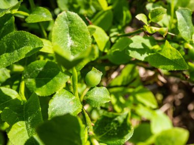 Çiçek açtıktan kısa bir süre sonra ormanda, yeşil, olgunlaşmamış Avrupa yaban mersini veya bilberry bitkisinin (Aşıcinyum myrtillus) parlak güneş ışığı altında