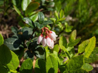 Yazın başlarında ormanda üretilen çan şeklinde, yaban mersini bitkisinin beyaz ve soluk pembe çiçekleri (Vizidaea aşısı). Parlak gün ışığında çiçekler