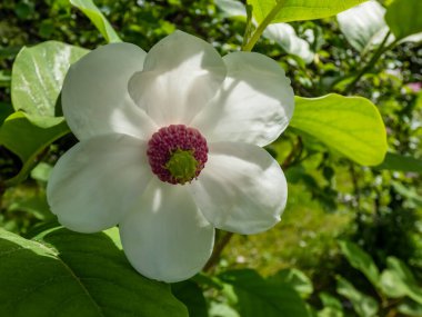 Makro bardak şat Siebold 'un manolyasını ya da Kore dağ manolyasını ve Oyama manolyasını (Magnolia Kuşatması) şekillendirdi.