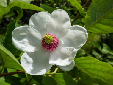 Makro bardak şat Siebold 'un manolyasını ya da Kore dağ manolyasını ve Oyama manolyasını (Magnolia Kuşatması) şekillendirdi.