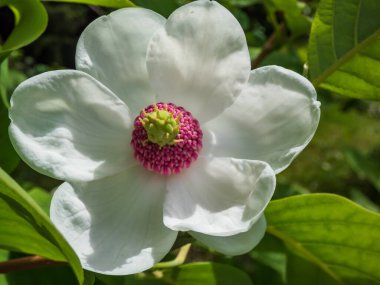 Makro bardak şat Siebold 'un manolyasını ya da Kore dağ manolyasını ve Oyama manolyasını (Magnolia Kuşatması) şekillendirdi.