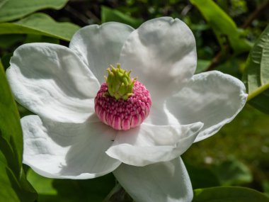 Makro bardak şat Siebold 'un manolyasını ya da Kore dağ manolyasını ve Oyama manolyasını (Magnolia Kuşatması) şekillendirdi.