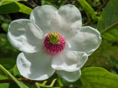 Makro bardak şat Siebold 'un manolyasını ya da Kore dağ manolyasını ve Oyama manolyasını (Magnolia Kuşatması) şekillendirdi.