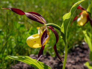 Kırmızı-kahverengi, uzun, bükülmüş taç yaprakları ve gün ışığında terlik şeklinde sarı etiketli, nadir ve güzel bayan terliği orkidesi (Cypripedium calceolus). Avrupa 'daki en büyük orkide türü.