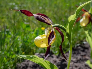 Kırmızı-kahverengi, uzun, bükülmüş taç yaprakları ve gün ışığında terlik şeklinde sarı etiketli, nadir ve güzel bayan terliği orkidesi (Cypripedium calceolus). Avrupa 'daki en büyük orkide türü.