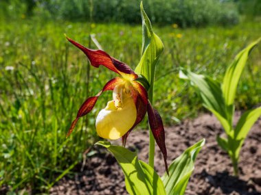 Kırmızı-kahverengi, uzun, bükülmüş taç yaprakları ve gün ışığında terlik şeklinde sarı etiketli, nadir ve güzel bayan terliği orkidesi (Cypripedium calceolus). Avrupa 'daki en büyük orkide türü.