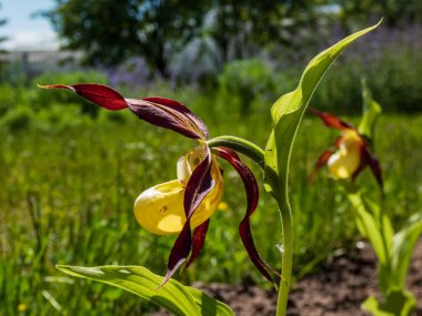 Kırmızı-kahverengi, uzun, bükülmüş taç yaprakları ve gün ışığında terlik şeklinde sarı etiketli, nadir ve güzel bayan terliği orkidesi (Cypripedium calceolus). Avrupa 'daki en büyük orkide türü.