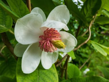 Makro bardak şat Siebold 'un manolyasını ya da Kore dağ manolyasını ve Oyama manolyasını (Magnolia Kuşatması) şekillendirdi.