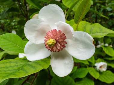 Makro bardak şat Siebold 'un manolyasını ya da Kore dağ manolyasını ve Oyama manolyasını (Magnolia Kuşatması) şekillendirdi.