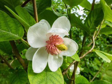 Makro bardak şat Siebold 'un manolyasını ya da Kore dağ manolyasını ve Oyama manolyasını (Magnolia Kuşatması) şekillendirdi.