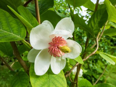 Makro bardak şat Siebold 'un manolyasını ya da Kore dağ manolyasını ve Oyama manolyasını (Magnolia Kuşatması) şekillendirdi.