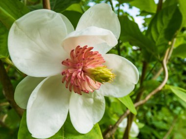 Makro bardak şat Siebold 'un manolyasını ya da Kore dağ manolyasını ve Oyama manolyasını (Magnolia Kuşatması) şekillendirdi.