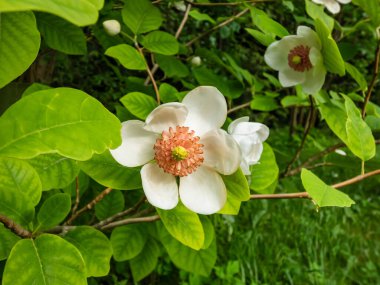 Makro bardak şat Siebold 'un manolyasını ya da Kore dağ manolyasını ve Oyama manolyasını (Magnolia Kuşatması) şekillendirdi.