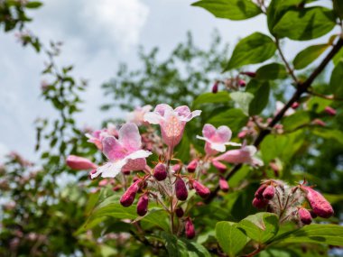 Süslü bir bitki olarak yetişen yaprak döken çalılar - Linnaea amabilis (Kolkwitzia amabilis) bahar sonlarında açık pembe çiçekler, tomurcukta koyu pembe, çan şeklinde pembe