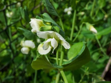 Bahçedeki yeşil yapraklar arasında yeşil bezelye bitkisinden (Pisum sativum) beyaz bir çiçek. Güzel ve detaylı botanik geçmişi