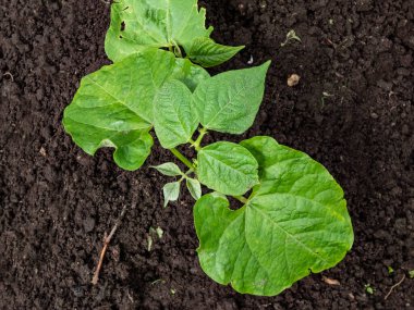 Bahçedeki toprakta yetişen ilk yaprakları olan taze fasulye bitkisi. Baharda fasulye filizi. Bahçe işleri ve gıda yetiştirme kavramı