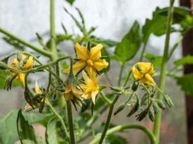 Macro shot of yellow flower in full bloom of tomato plant growing on tomato plant before beginning to bear fruit in greenhouse. Vegetable seedlings, germinating seedlings. Food growing from seeds clipart