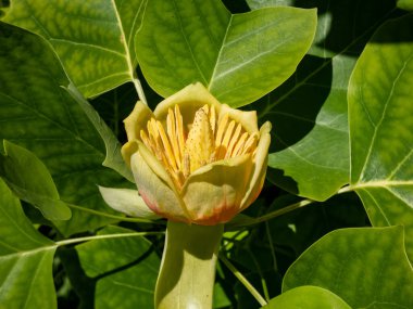 Çiçekli lale ağacı (liriodendron tulipifera). Yeşil yaprakların arasında turuncu şeritli soluk yeşil ve sarı bir çiçek.