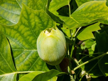Çiçekli lale ağacı (liriodendron tulipifera). Çiçek tomurcuğunun yeşil yaprakların arasında parlak güneş ışığı altında makro çekimi