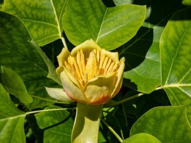 Çiçekli lale ağacı (liriodendron tulipifera). Yeşil yaprakların arasında turuncu şeritli soluk yeşil ve sarı bir çiçek.