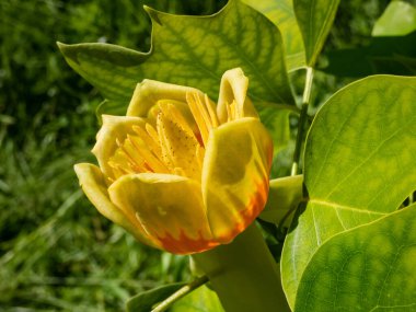 Çiçekli lale ağacı (liriodendron tulipifera). Yeşil yaprakların arasında turuncu şeritli soluk yeşil ve sarı bir çiçek.