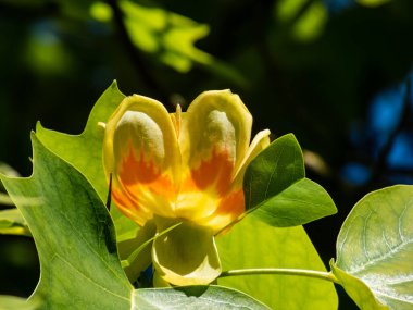 Çiçekli lale ağacı (liriodendron tulipifera). Yeşil yaprakların arasında turuncu şeritli soluk yeşil ve sarı bir çiçek.