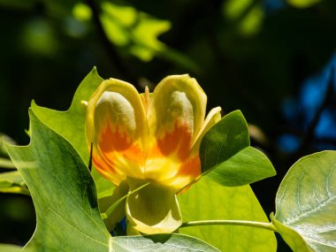 Çiçekli lale ağacı (liriodendron tulipifera). Yeşil yaprakların arasında turuncu şeritli soluk yeşil ve sarı bir çiçek.