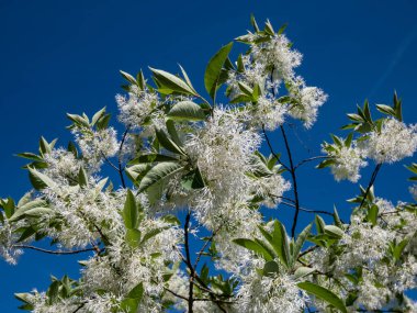 Bahçesinde parlak mavi gökyüzü bulunan küçük ağacın (Chionanthus virginicus) yakın plan resmi (Chionanthus virginicus).