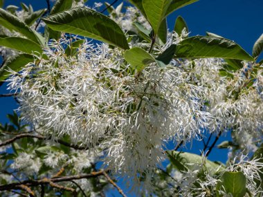 Bahçesinde parlak mavi gökyüzü bulunan küçük ağacın (Chionanthus virginicus) yakın plan resmi (Chionanthus virginicus).