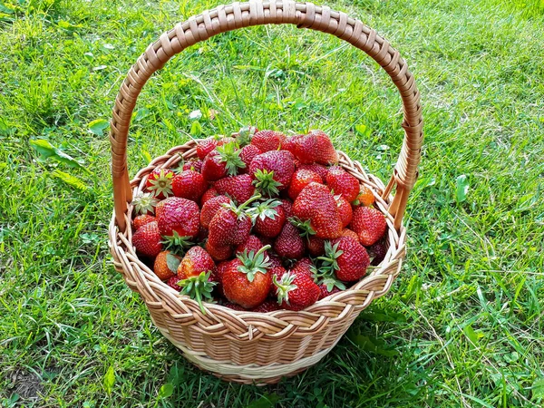 Wooden Basket Red Ripe Strawberries Ground Green Grass Summer Fruit — Stock Photo, Image