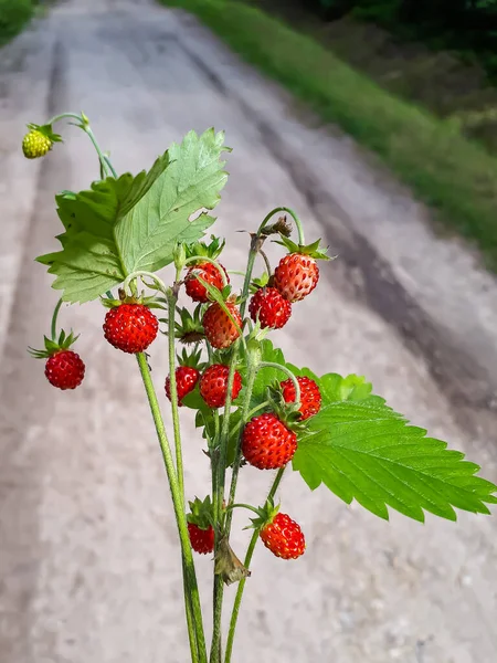 Boeket Wilde Aardbeien Fragaria Vesca Planten Met Rood Rijp Fruit — Stockfoto