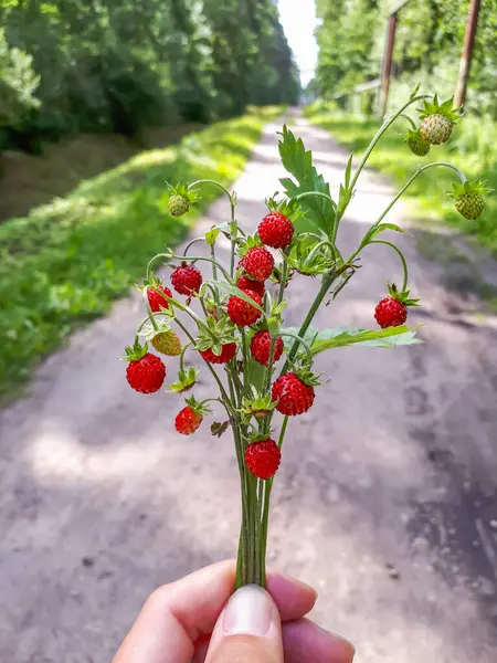 Mulheres Mão Segurando Buquê Morango Selvagem Fragaria Vesca Plantas Com — Fotografia de Stock