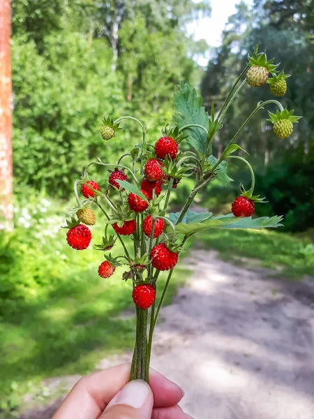 Womans Hand Houden Boeket Van Wilde Aardbei Fragaria Vesca Planten — Stockfoto