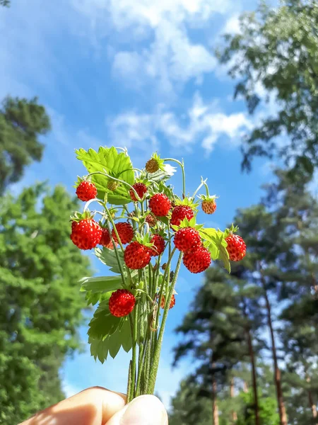 Womans Hand Holding Bouquet Wild Strawberry Fragaria Vesca Plants Red — Stock Photo, Image