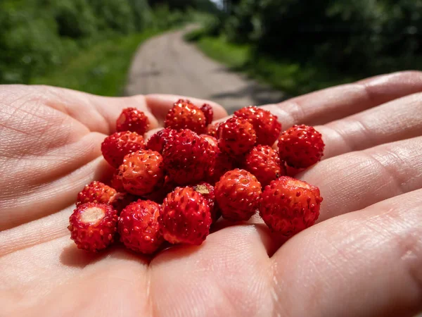 Handful Red Ripe Wild Strawberries Fragaria Vesca Palm Hand Visible — Stock Photo, Image