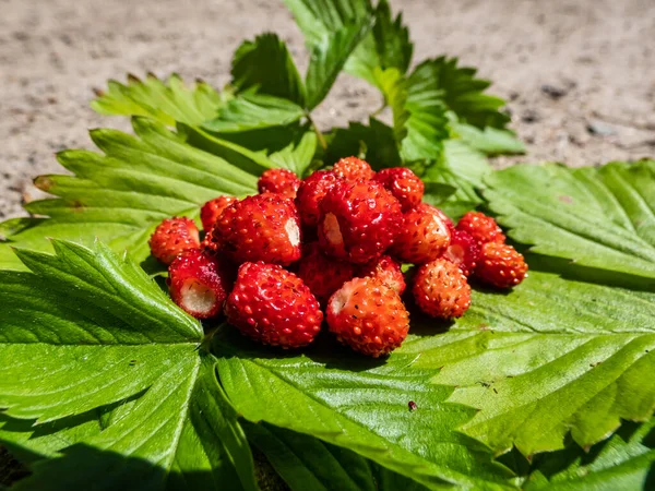 Une Poignée Fraises Sauvages Fragaria Vesca Rouges Mûres Sur Feuillage — Photo