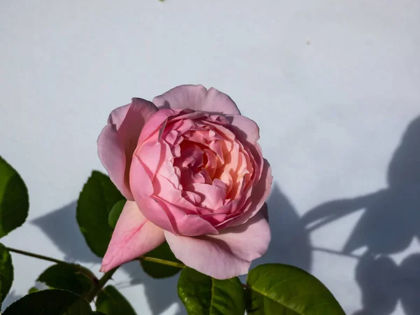 Schöne Zarte Muschelrosa Rose Mit Weißen Untertönen Cecilia Mit Vollen — Stockfoto