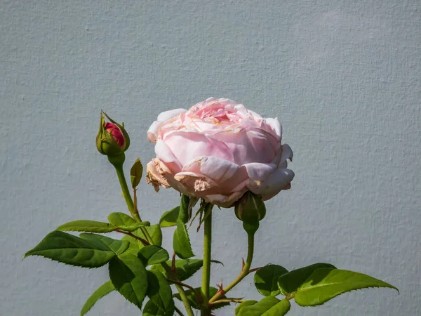 Piękna Delikatna Muszelkowo Różowa Róża Białymi Podkolanami Cecylia Pełnymi Płatkami — Zdjęcie stockowe