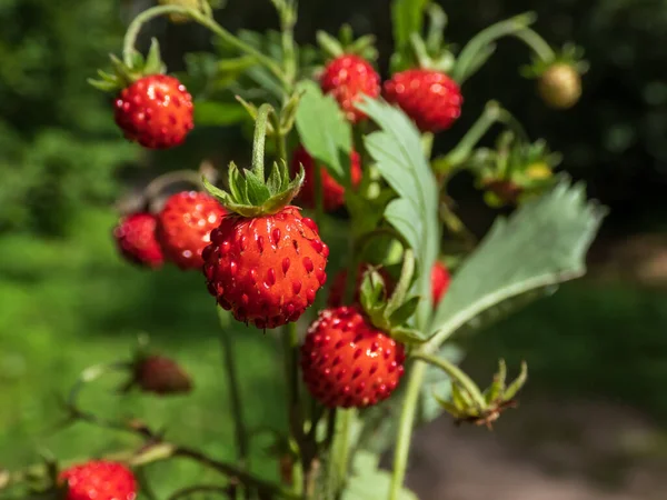 Macro Shot Single Wild Strawberry Fragaria Vesca Bouquet Wild Strawberry — Stock Photo, Image