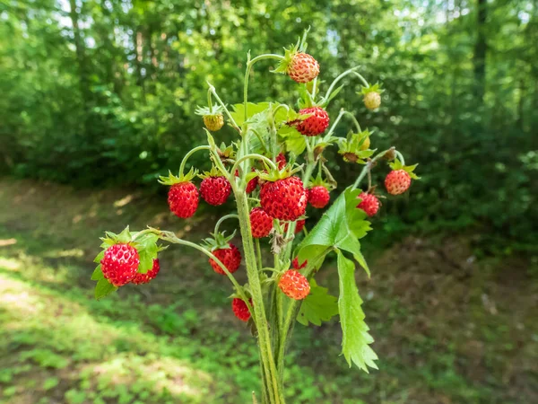 Boeket Wilde Aardbeien Fragaria Vesca Planten Met Rood Rijp Fruit — Stockfoto