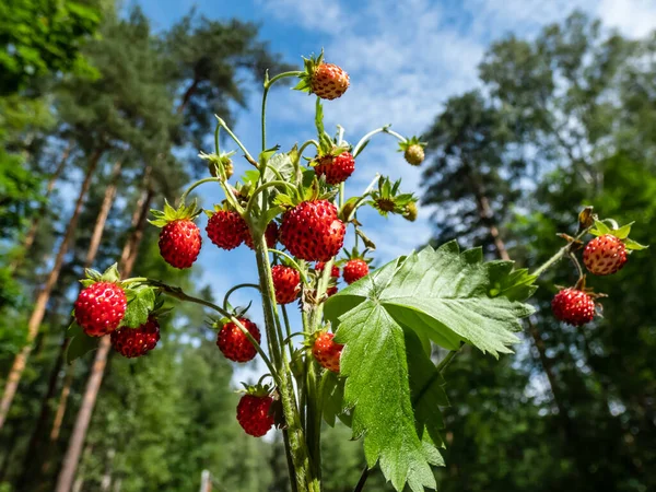 Boeket Wilde Aardbeien Fragaria Vesca Planten Met Rood Rijp Fruit — Stockfoto