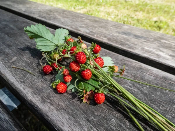 Bukett Med Vilda Jordgubbar Fragaria Vesca Växter Med Röda Mogna — Stockfoto