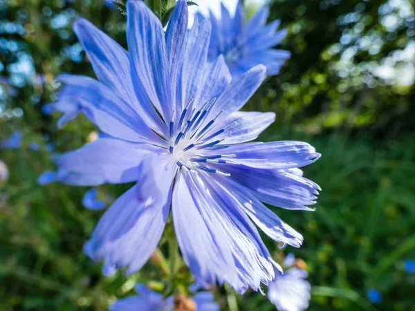 Macro Tiro Flor Azul Chicória Comum Marinheiros Azuis Succory Caffeeweed — Fotografia de Stock