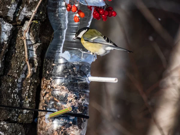 Great Tit Parus Major Visiting Bird Feeder Made Reused Plastic — Stock fotografie