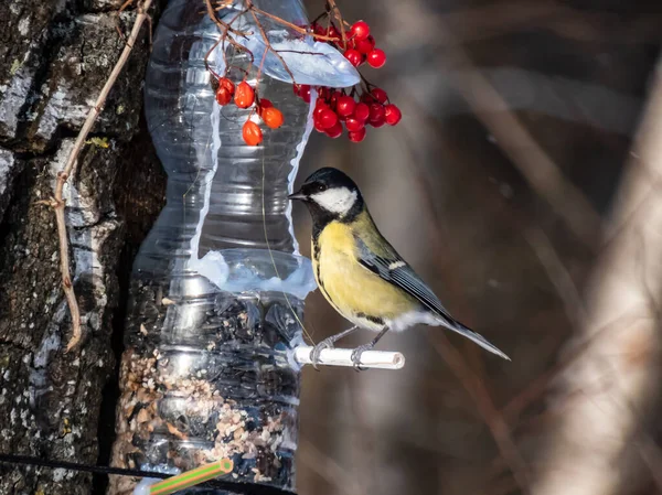 Great Tit Parus Major Visiting Bird Feeder Made Reused Plastic — Stok fotoğraf