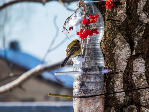 Great Tit Parus Major Visiting Bird Feeder Made Reused Plastic — Stockfoto